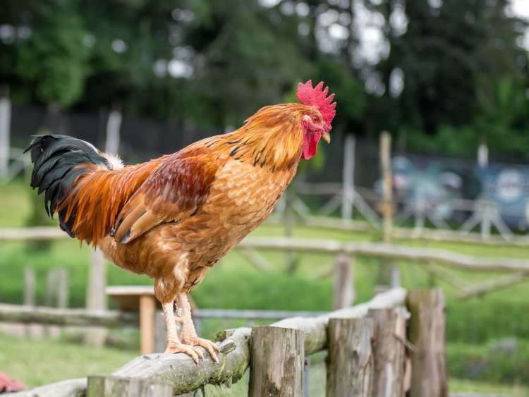 Szomszédok – kinek mihez van joga?