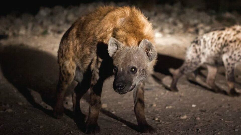 Ethiopia civil war: Hyenas scavenge on corpses as Tigray forces retreat