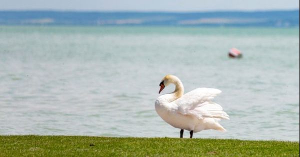 Veszélyt jelentő halfaj jelent meg a Balatonban, tilos visszadobni a vízbe