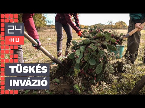 „Tiszta Amerika!” – így irtják a terjeszkedő kunsági kaktuszt | 24.hu
