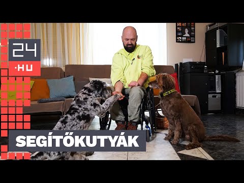 „Kerekesszékesként mindenki bámul. De ha velem van az okos kutyám, őt nézik” – segítőkutyák munkában