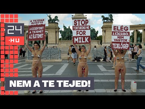 „Volt idő, amikor állati testrészeket ettem” – vegán aktivisták akcióztak a tejfogyasztás ellen