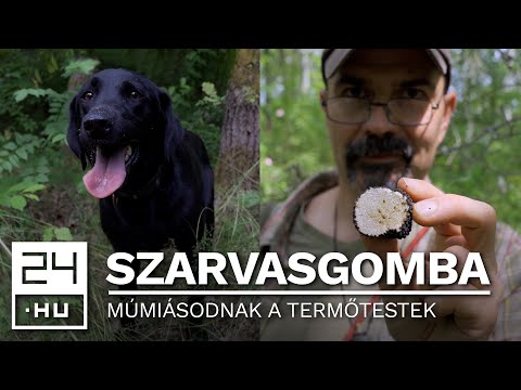 Pusztul a nyári szarvasgomba az Alföldön – Samu még lelkesen keresi, de egyre kevesebb terem | 24.hu